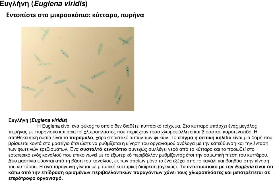 H αποθηκευτική ουσία είναι το παράµυλο, χαρακτηριστικό αυτών των φυκών.