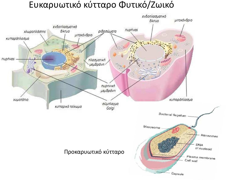Φυτικό/Ζωικό