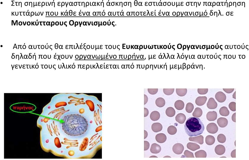 Από αυτούς θα επιλέξουμε τους ΕυκαρυωτικούςΟργανισμούςαυτούς δηλαδή που έχουν