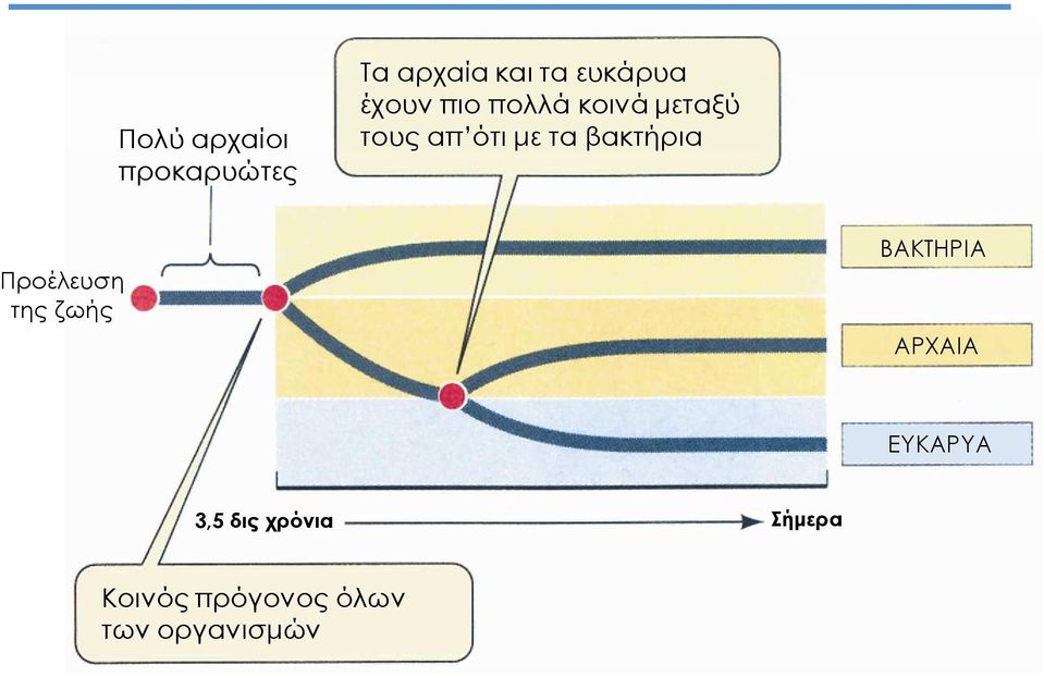βακτήρια Προέλευση της ζωής ΒΑΚΤΗΡΙΑ ΑΡΧΑΙΑ ΕΥΚΑΡΥΑ