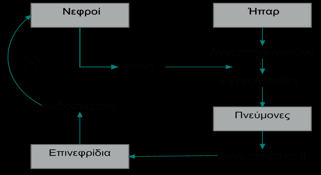 Η έκκριση ρενίνης οδηγεί στην παραγωγή αγγειοτενσίνης I από το αγγειοτενσινογόνο, μια πρωτεΐνη που παράγεται στο ήπαρ.