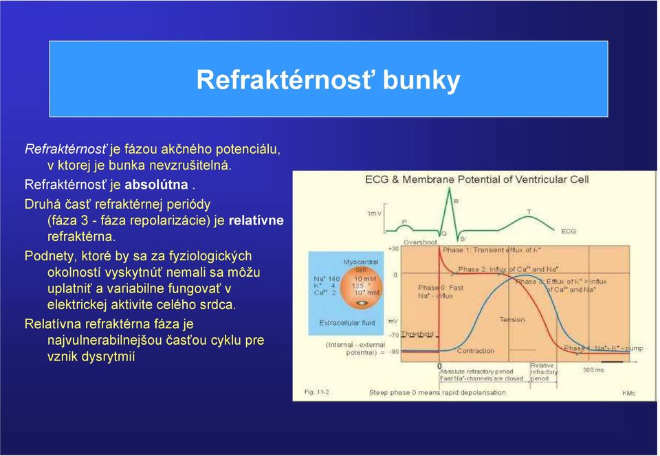 Druhá časť refraktérnej periódy (fáza 3 - fáza repolarizácie) je relatívne refraktérna.
