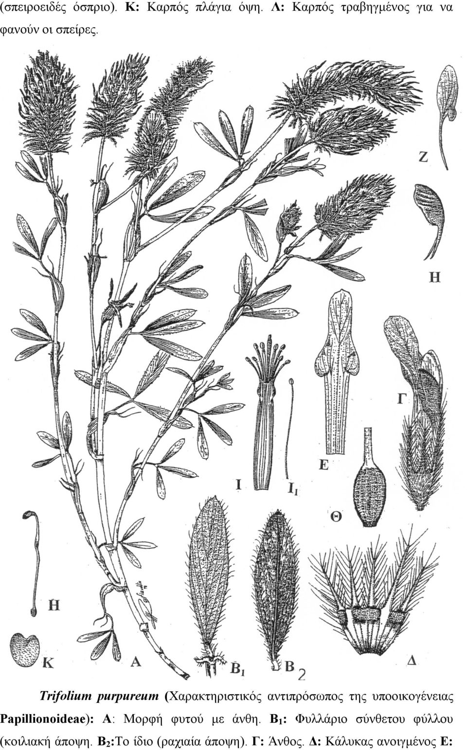 Trifolium purpureum (Χαρακτηριστικός αντιπρόσωπος της υποοικογένειας