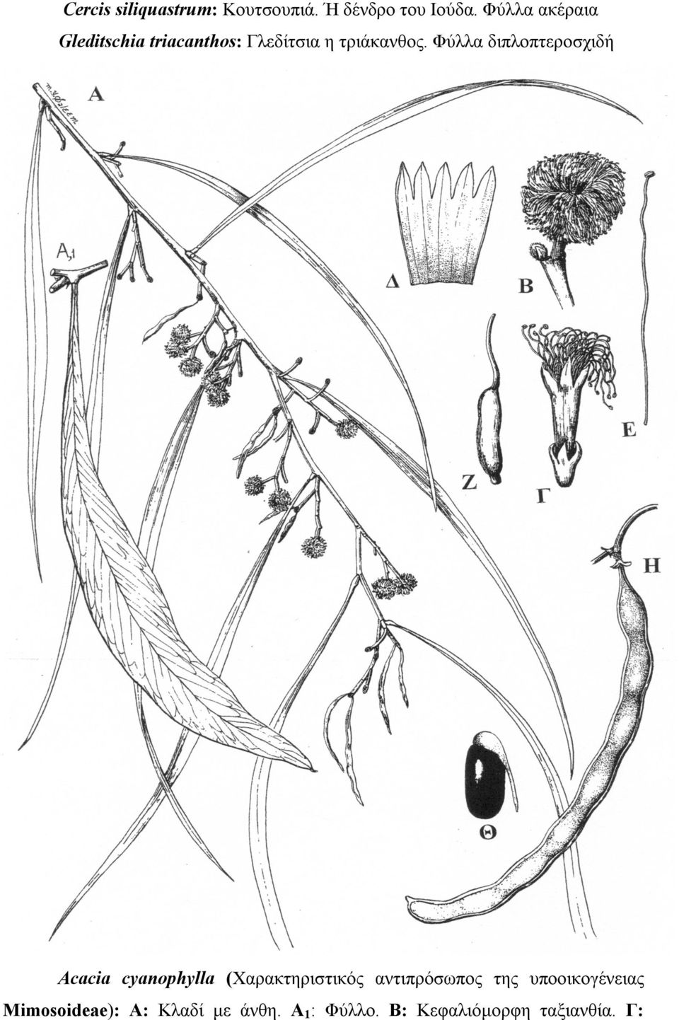 Φύλλα διπλοπτεροσχιδή Acacia cyanophylla (Χαρακτηριστικός