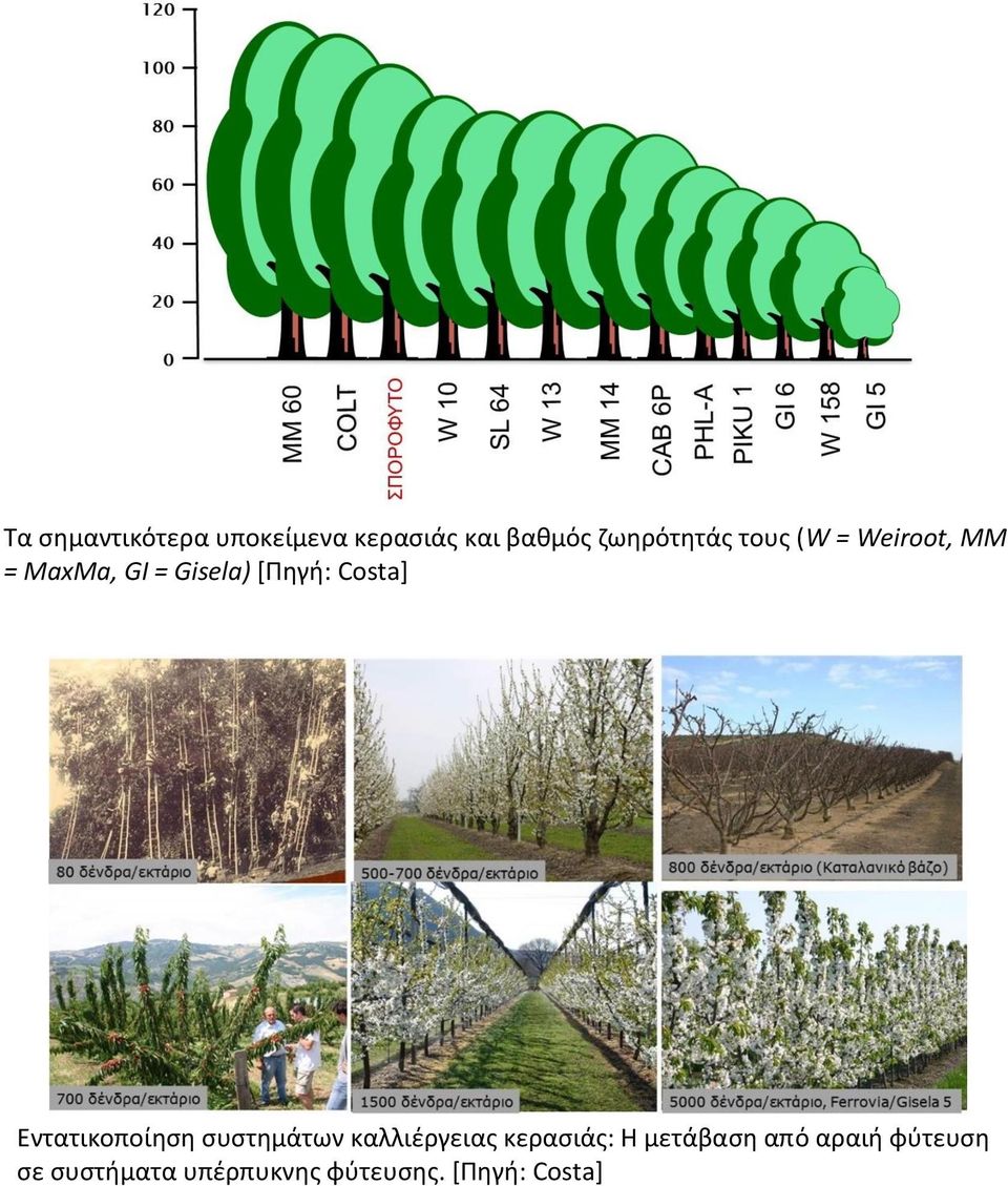 Εντατικοποίηση συστημάτων καλλιέργειας κερασιάς: Η μετάβαση