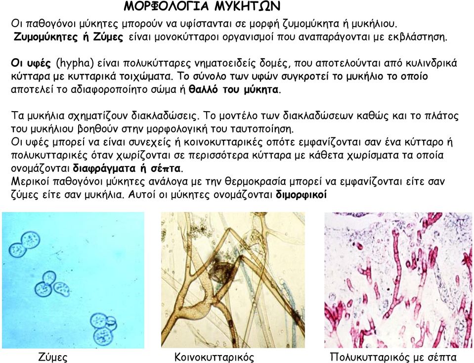 Το σύνολο των υφών συγκροτεί το μυκήλιο το οποίο αποτελεί το αδιαφοροποίητο σώμα ή θαλλό του μύκητα. Τα μυκήλια σχηματίζουν διακλαδώσεις.