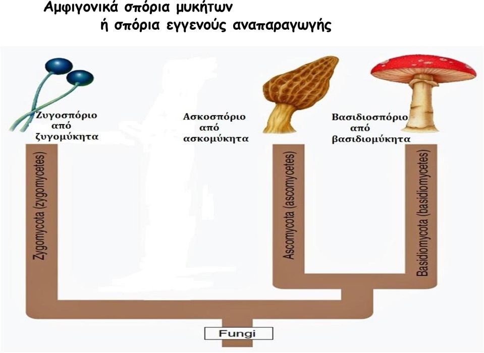 μυκήτων ή 