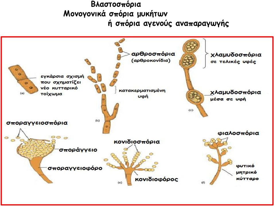 σπόρια μυκήτων ή