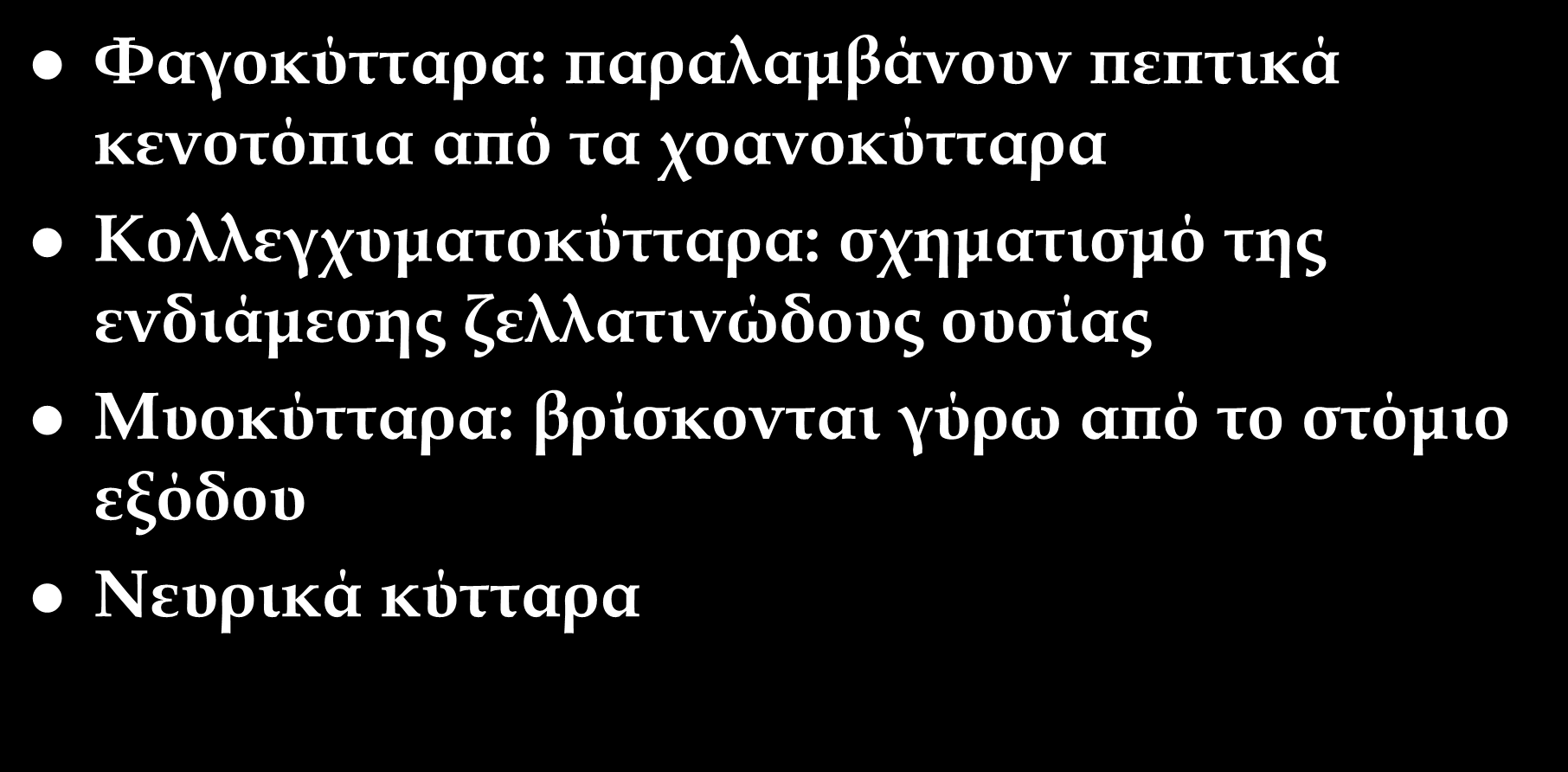 κύτταρα Υαγοκύτταρα: παραλαμβάνουν πεπτικά κενοτόπια από τα χοανοκύτταρα Κολλεγχυματοκύτταρα: