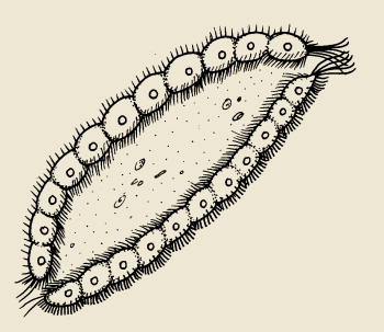 Salinella ηόκα