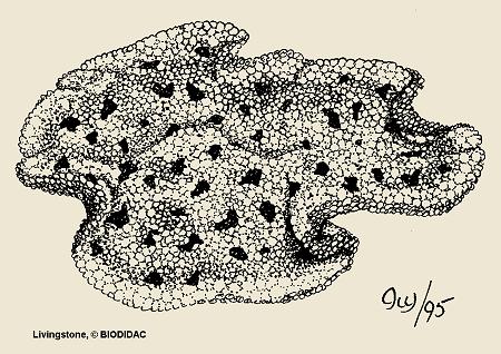 Placozoa (Tricoplax adherens) Μνλαδηθόο αληηπξόζσπνο ησλ πιαθνδώσλ Μηθξνζθνπηθνί