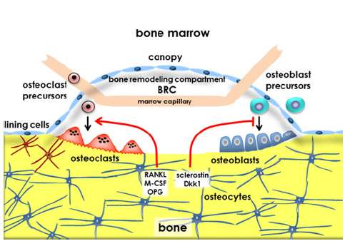 Bone remodeling Calcif Tissue Int (2014)