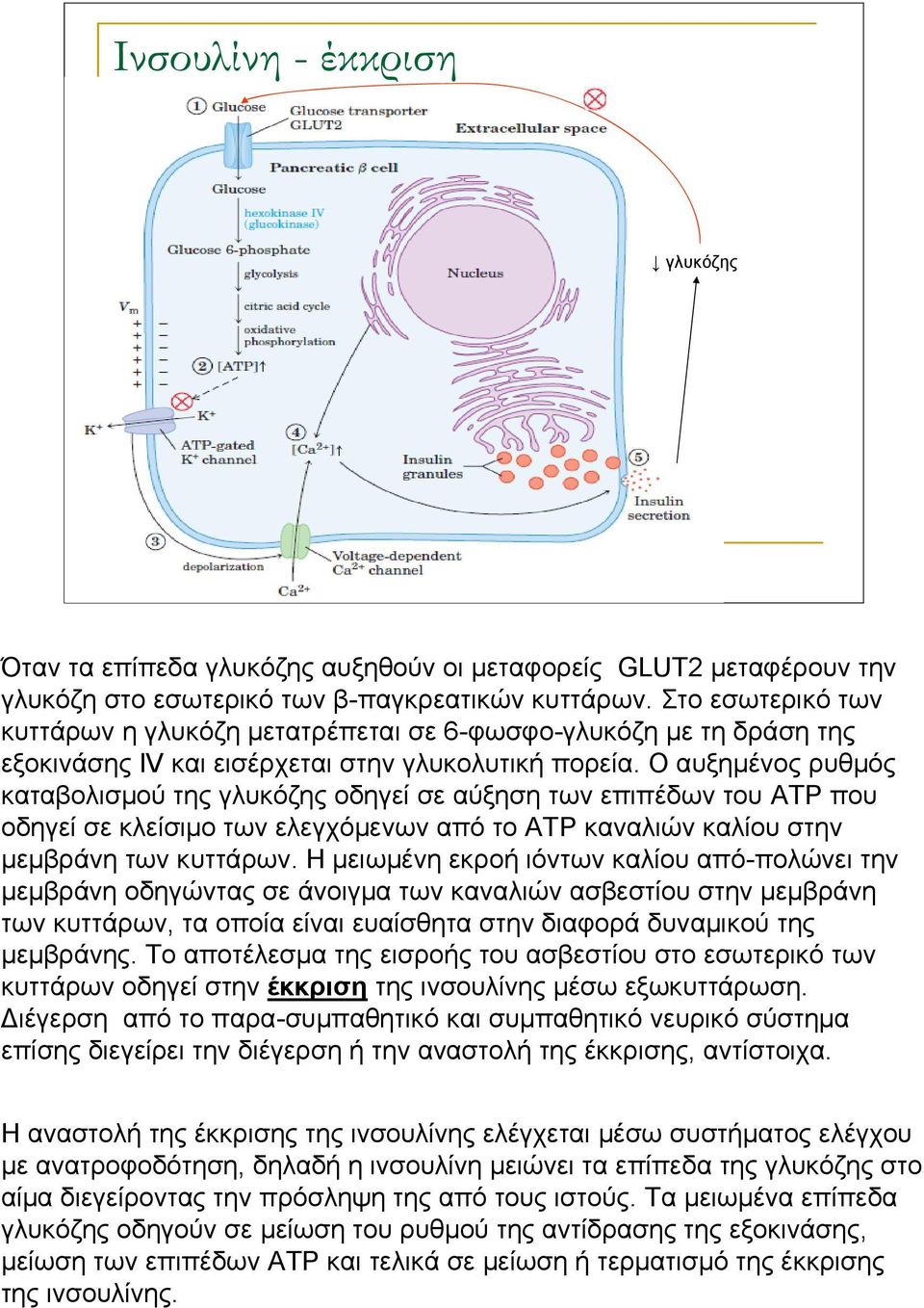 Ο αυξημένος ρυθμός καταβολισμού της γλυκόζης οδηγεί σε αύξηση των επιπέδων του ATP που οδηγεί σε κλείσιμο των ελεγχόμενων από το ΑΤP καναλιών καλίου στην μεμβράνη των κυττάρων.