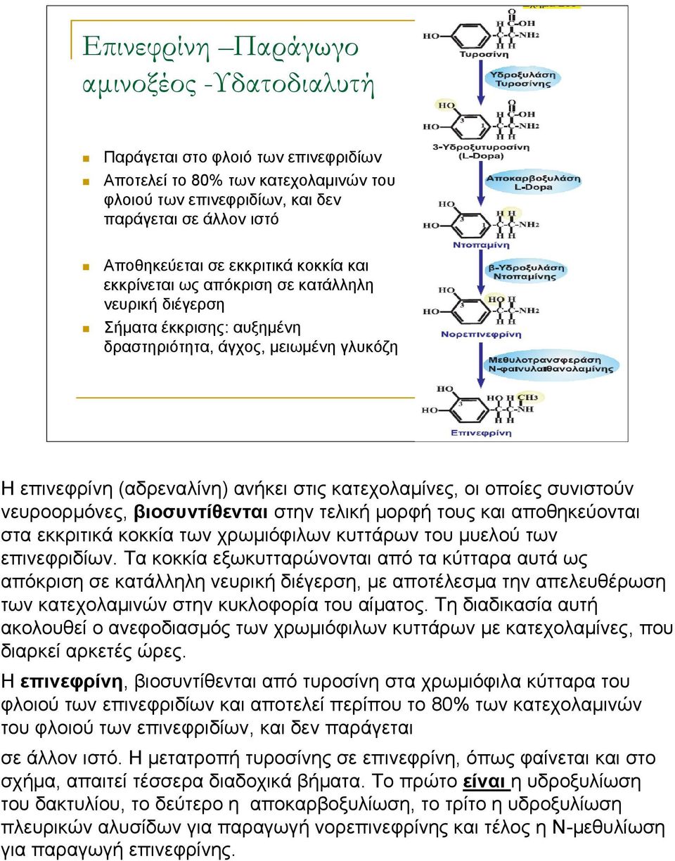 οποίες συνιστούν νευροορμόνες, βιοσυντίθενται στην τελική μορφή τους και αποθηκεύονται στα εκκριτικά κοκκία των χρωμιόφιλων κυττάρων του μυελού των επινεφριδίων.