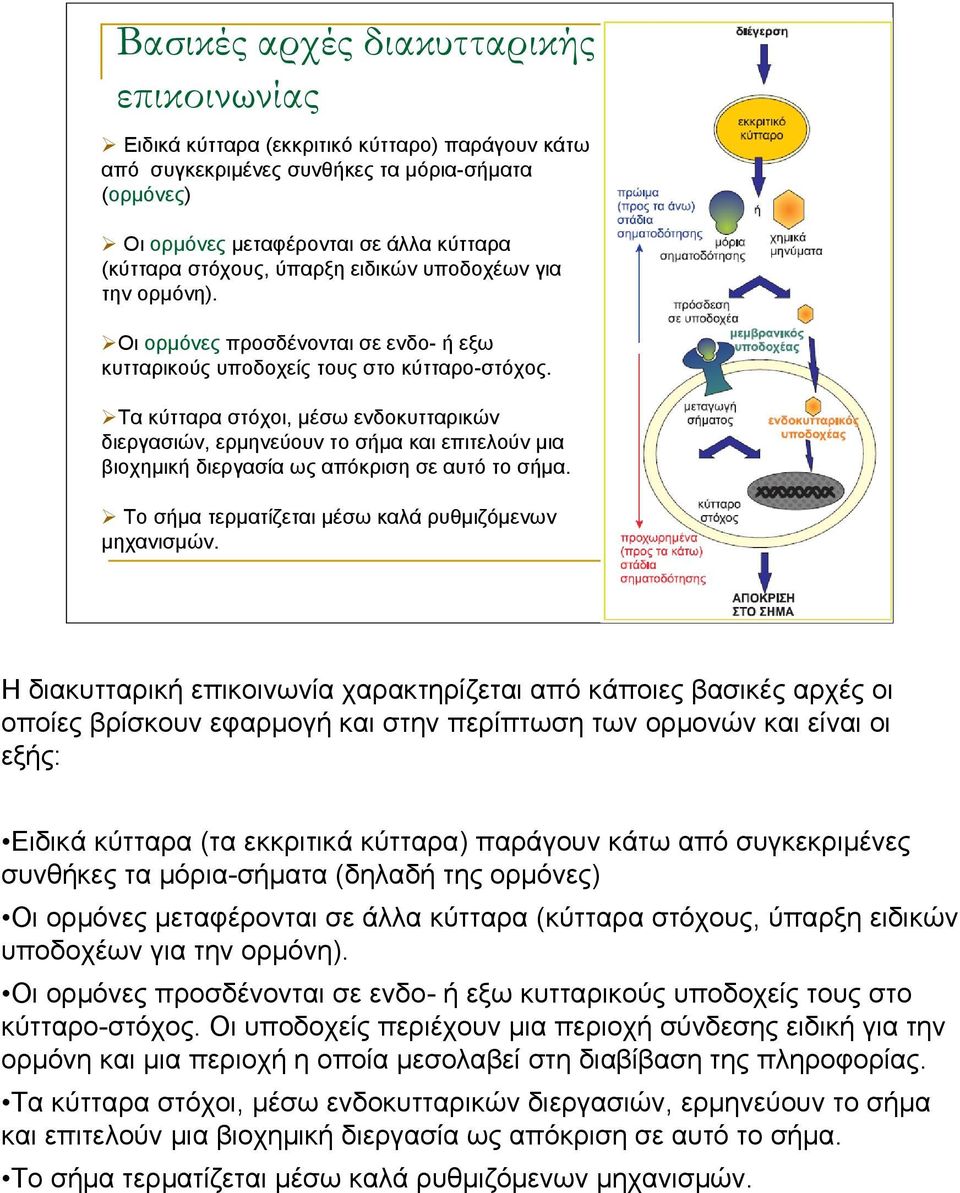 Τα κύτταρα στόχοι, μέσω ενδοκυτταρικών διεργασιών, ερμηνεύουν το σήμα και επιτελούν μια βιοχημική διεργασία ως απόκριση σε αυτό το σήμα. Το σήμα τερματίζεται μέσω καλά ρυθμιζόμενων μηχανισμών.