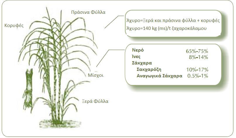 την κύρια παραγωγό χώρα με έκταση περίπου 7 εκατομμύρια εκτάρια καλλιέργειας ζαχαροκάλαμου, η οποία αντιστοιχεί σχεδόν στο 42% της συνολικής παραγωγής.