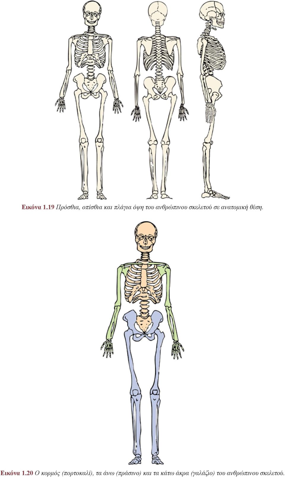 ανθρώπινου σκελετού σε ανατομική θέση.