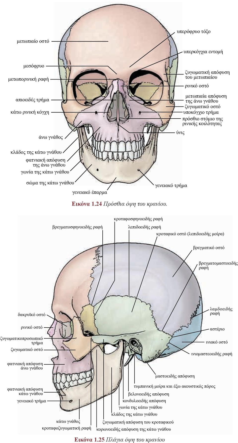 τρήμα Εικόνα 1.24 Πρόσθια όψη του κρανίου.