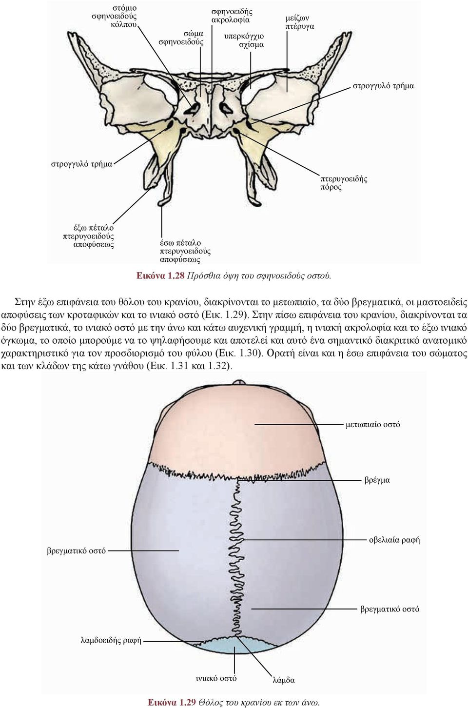 Στην έξω επιφάνεια του θόλου του κρανίου, διακρίνονται το μετωπιαίο, τα δύο βρεγματικά, οι μαστοειδείς αποφύσεις των κροταφικών και το ινιακό οστό (Εικ. 1.29).