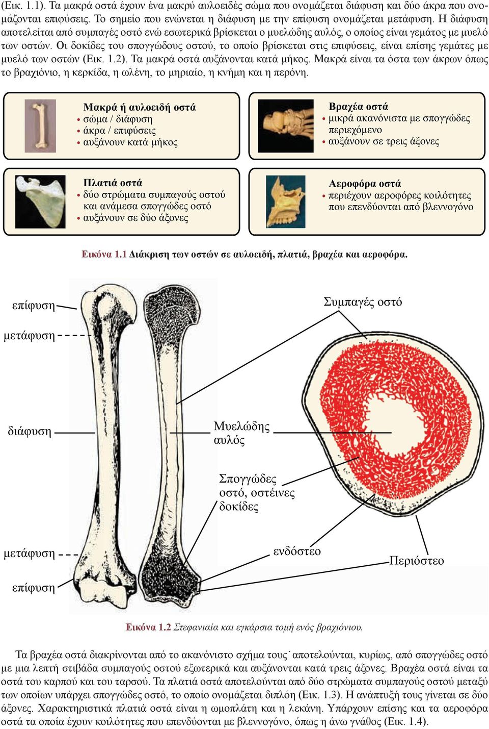 Οι δοκίδες του σπογγώδους οστού, το οποίο βρίσκεται στις επιφύσεις, είναι επίσης γεμάτες με μυελό των οστών (Εικ. 1.2). Τα μακρά οστά αυξάνονται κατά μήκος.