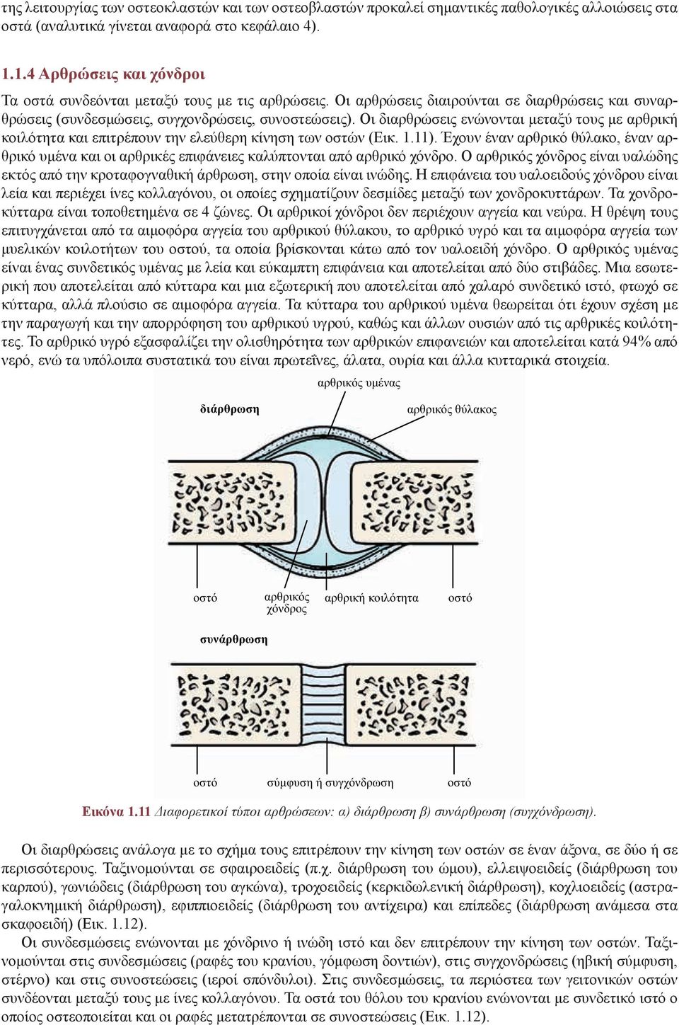 Οι διαρθρώσεις ενώνονται μεταξύ τους με αρθρική κοιλότητα και επιτρέπουν την ελεύθερη κίνηση των οστών (Εικ. 1.11).