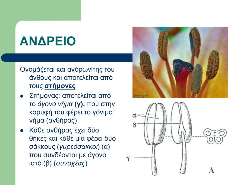 φέρει το γόνιμο νήμα (ανθήρας) Κάθε ανθήρας έχει δύο θήκες και κάθε μία