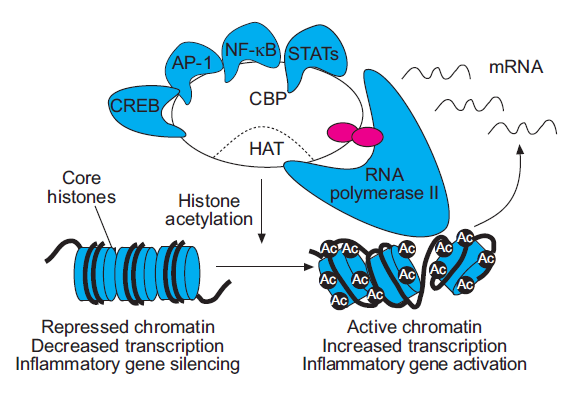 Aκετυλίωση της ιστόνης ρόλος του ΝF-κB