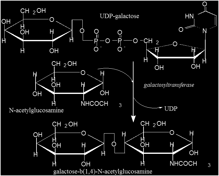 Βιοσύνθεση λακτόζης (β)