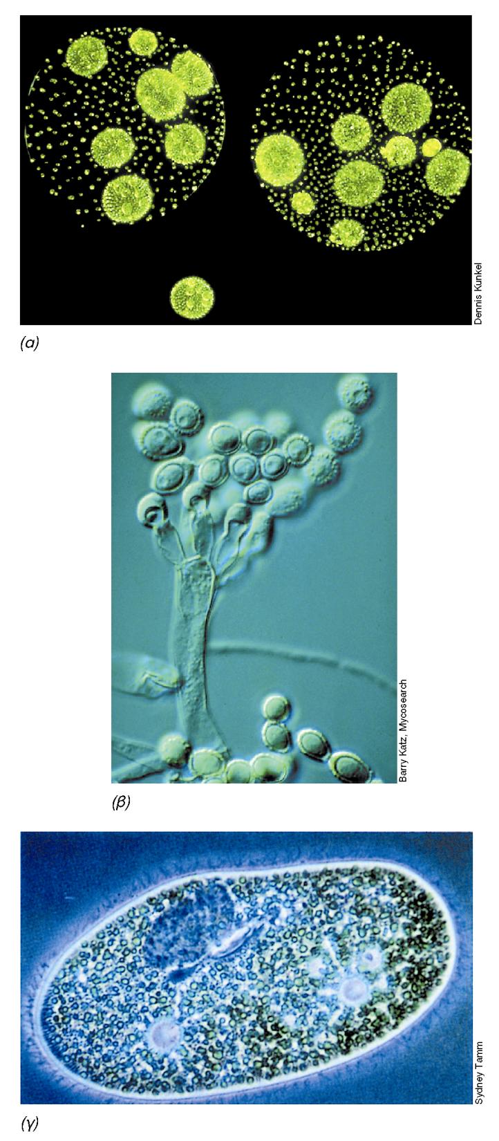 BIOΛOΓIA TΩN