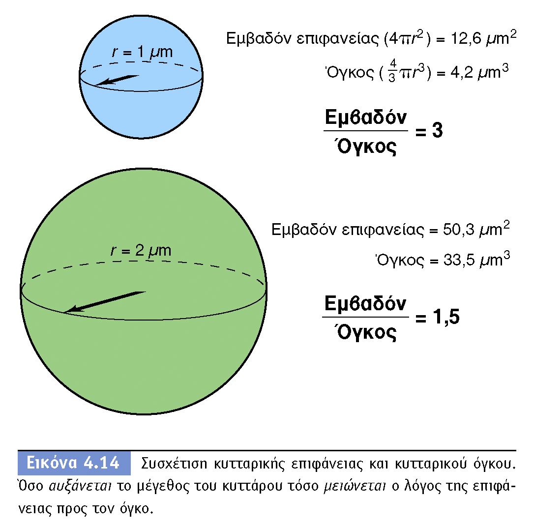 BIOΛOΓIA TΩN MIKPOOPΓANIΣMΩN ΠANEΠIΣTHMIAKEΣ EKΔOΣEIΣ KPHTHΣ Η διαφορά του λόγου S/V φαίνεται χαρακτηριστικά από την ταχύτερη αύξηση και τον