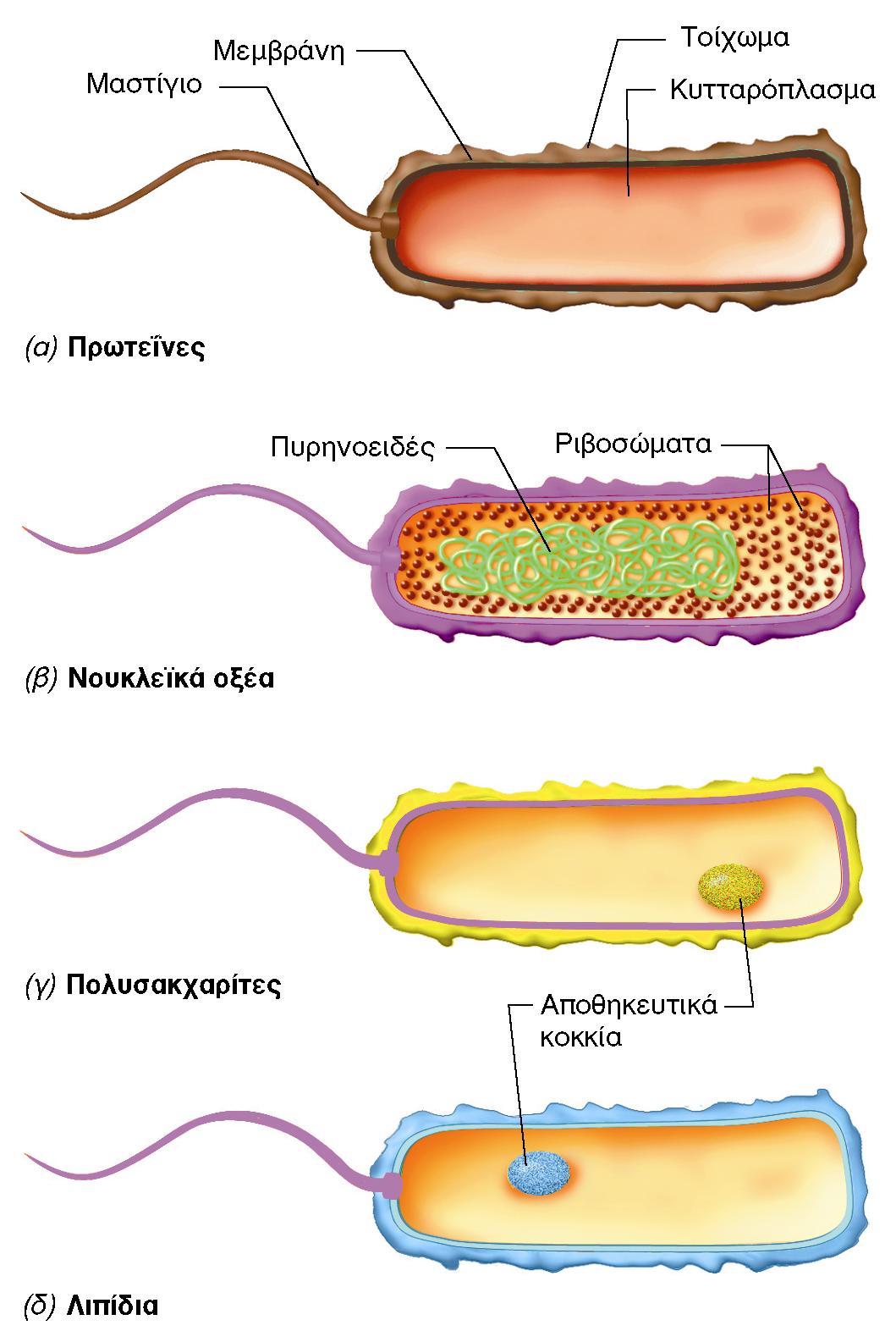 BIOΛOΓIA TΩN MIKPOOPΓANIΣMΩN ΠANEΠIΣTHMIAKEΣ