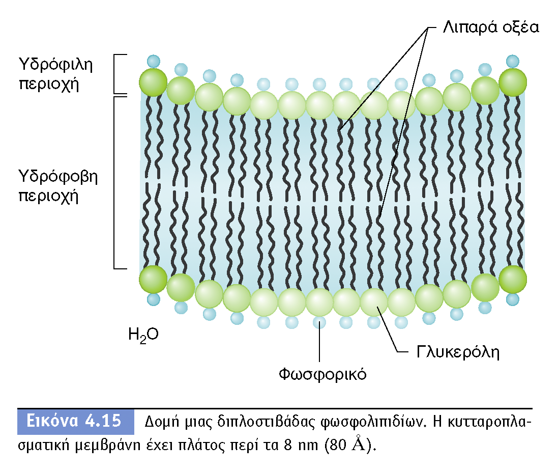 BIOΛOΓIA TΩN MIKPOOPΓANIΣMΩN