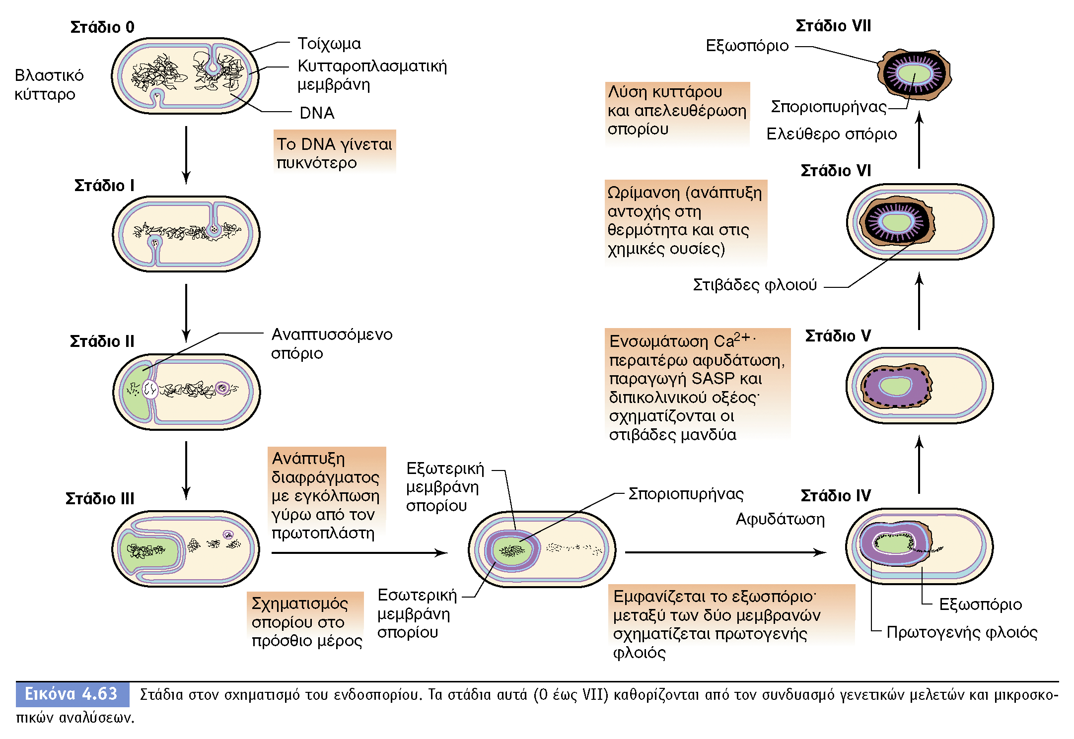 BIOΛOΓIA TΩN MIKPOOPΓANIΣMΩN