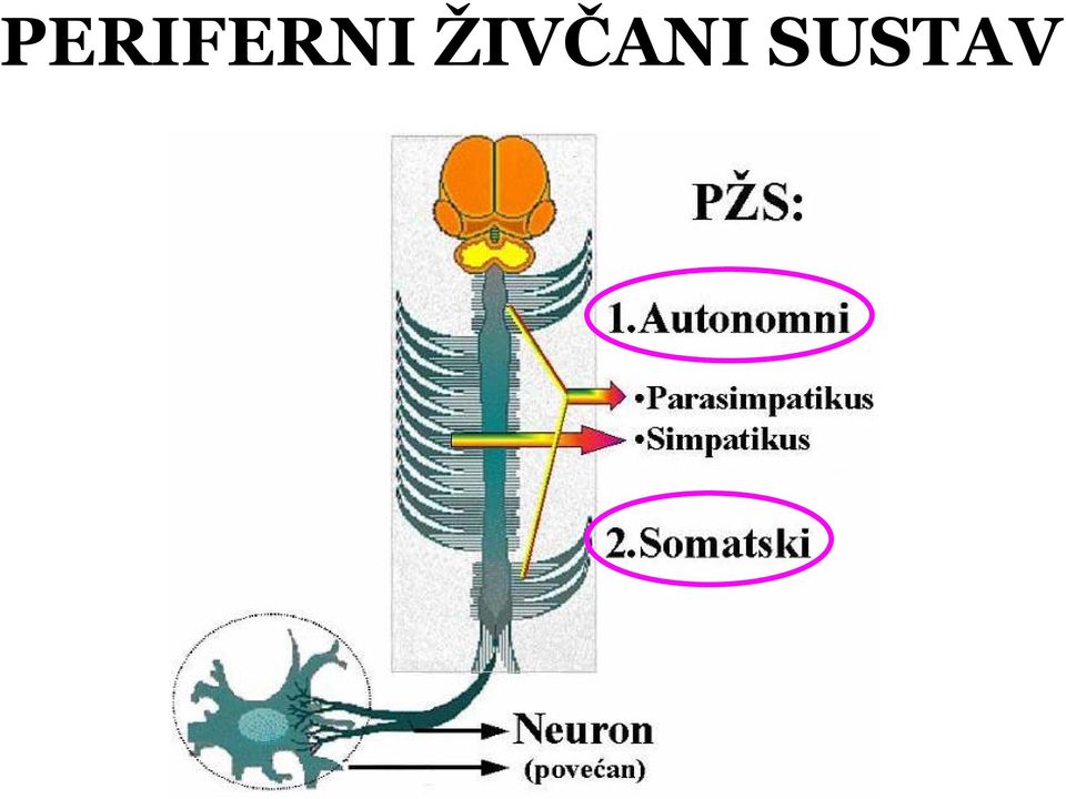 SUSTAV