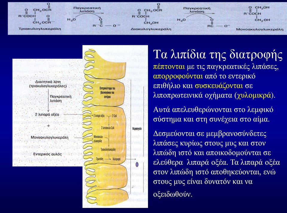 Αυτά απελευθερώνονται στο λεμφικό σύστημα και στη συνέχεια στο αίμα.