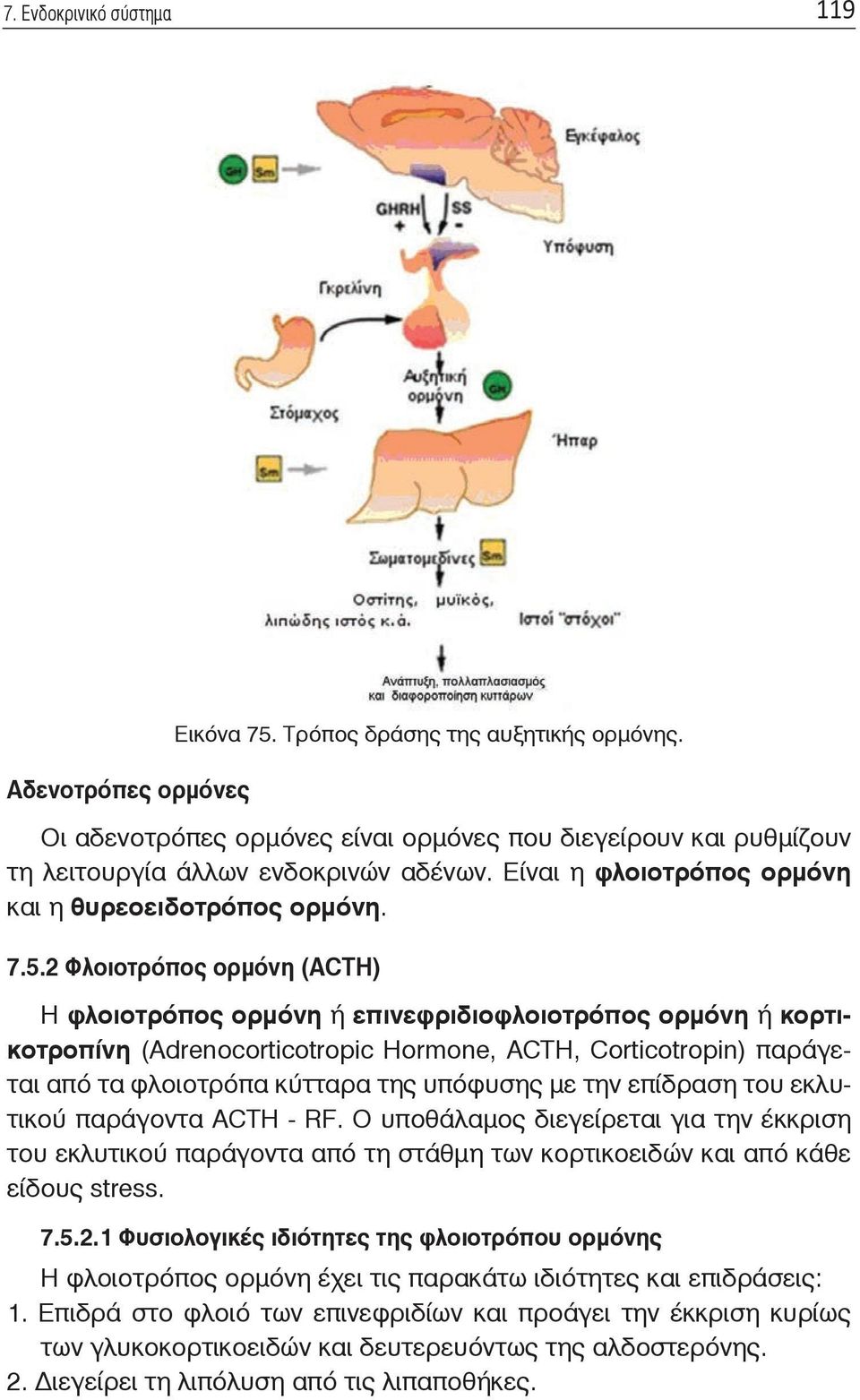 2 Φλοιοτρόπος ορμόνη (ACTH) Η φλοιοτρόπος ορμόνη ή επινεφριδιοφλοιοτρόπος ορμόνη ή κορτικοτροπίνη (Adrenocorticotropic Hormone, ACTH, Corticotropin) παράγεται από τα φλοιοτρόπα κύτταρα της υπόφυσης