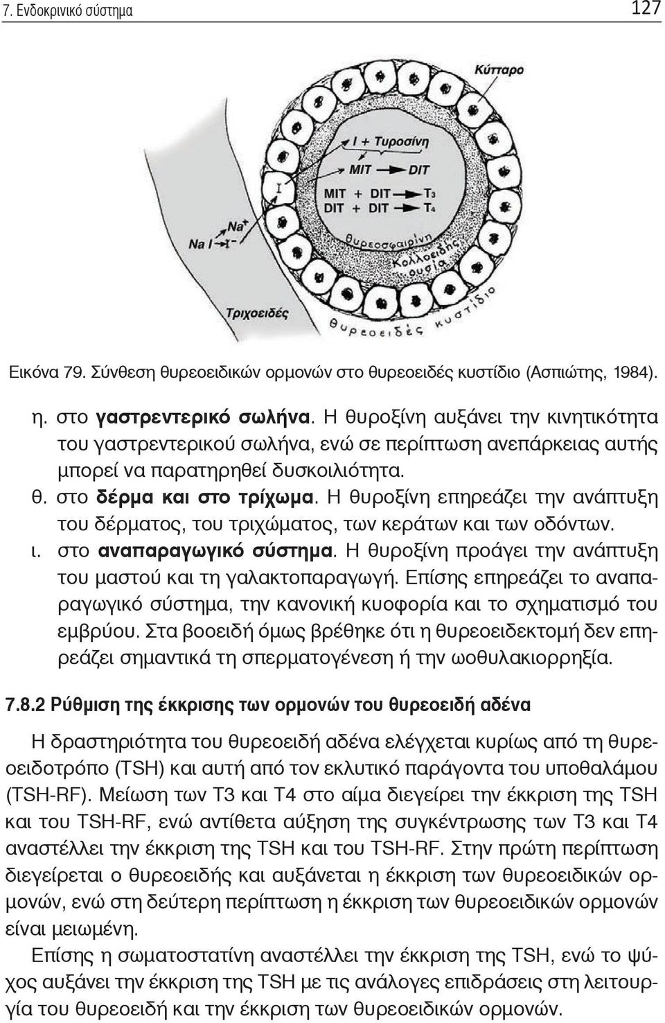 Η θυροξίνη επηρεάζει την ανάπτυξη του δέρματος, του τριχώματος, των κεράτων και των οδόντων. ι. στο αναπαραγωγικό σύστημα. Η θυροξίνη προάγει την ανάπτυξη του μαστού και τη γαλακτοπαραγωγή.