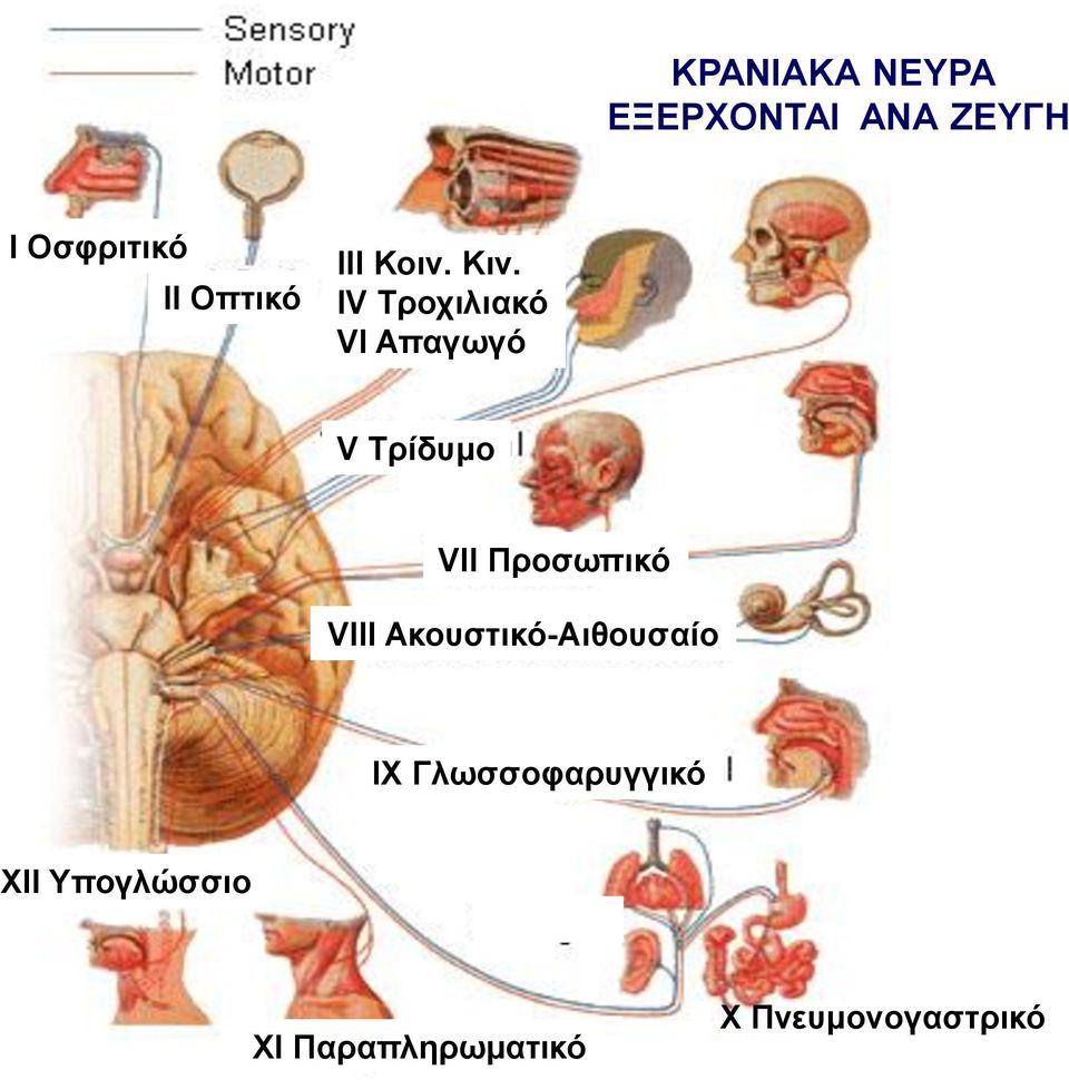 ΙV Τροχιλιακό VΙ Απαγωγό V Τρίδυμο VII Προσωπικό VIII