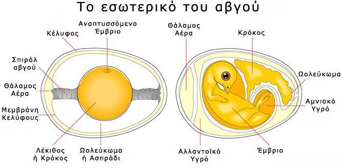 ΑΥΓΑ Με τον όρο αυγά εννοούμε αυτά που προέρχονται από όρνιθες. Στην περίπτωση των αυγών από άλλο είδος πουλερικών, συνήθως δηλώνεται και το είδος του πουλερικού, από το οποίο προέρχονται (π.χ. πάπιας, χήνας, ορτυκιού κ.