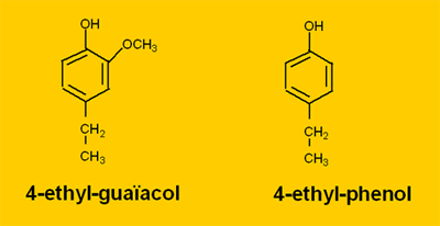 Hlapni fenoli kvasovke Brettanomyces / Dekkera kot glavni vir ogljika jim hrano predstavlja glukoza (tudi pri 100 mg/l), etanol in etilacetat, kot vir dušika pa amino kislina D-prolin; vrsti