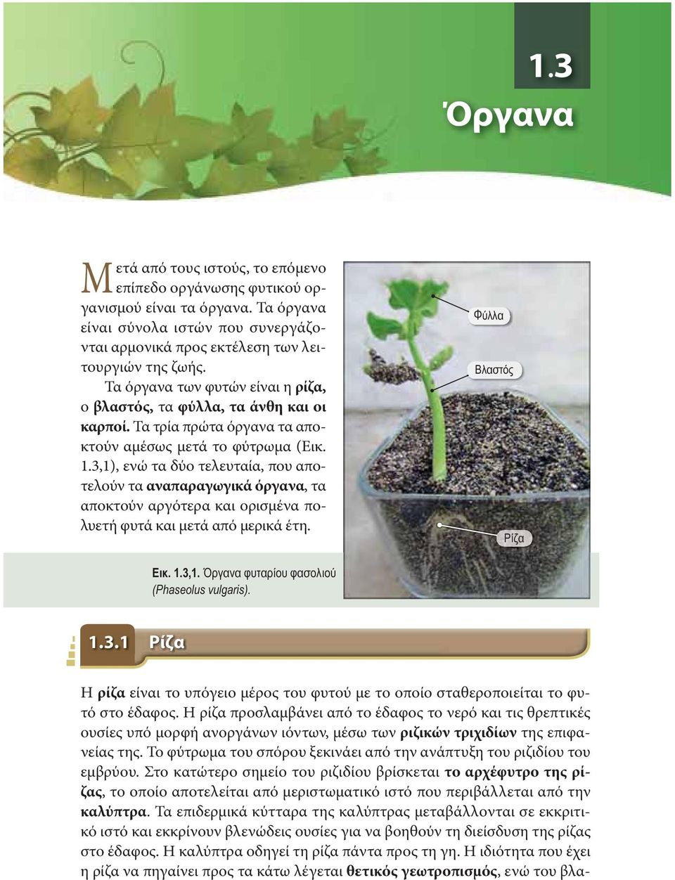 3,1), ενώ τα δύο τελευταία, που αποτελούν τα αναπαραγωγικά όργανα, τα αποκτούν αργότερα και ορισμένα πολυετή φυτά και μετά από μερικά έτη. Φύλλα Βλαστός Ρίζα Εικ. 1.3,1. Όργανα φυταρίου φασολιού (Phaseolus vulgaris).