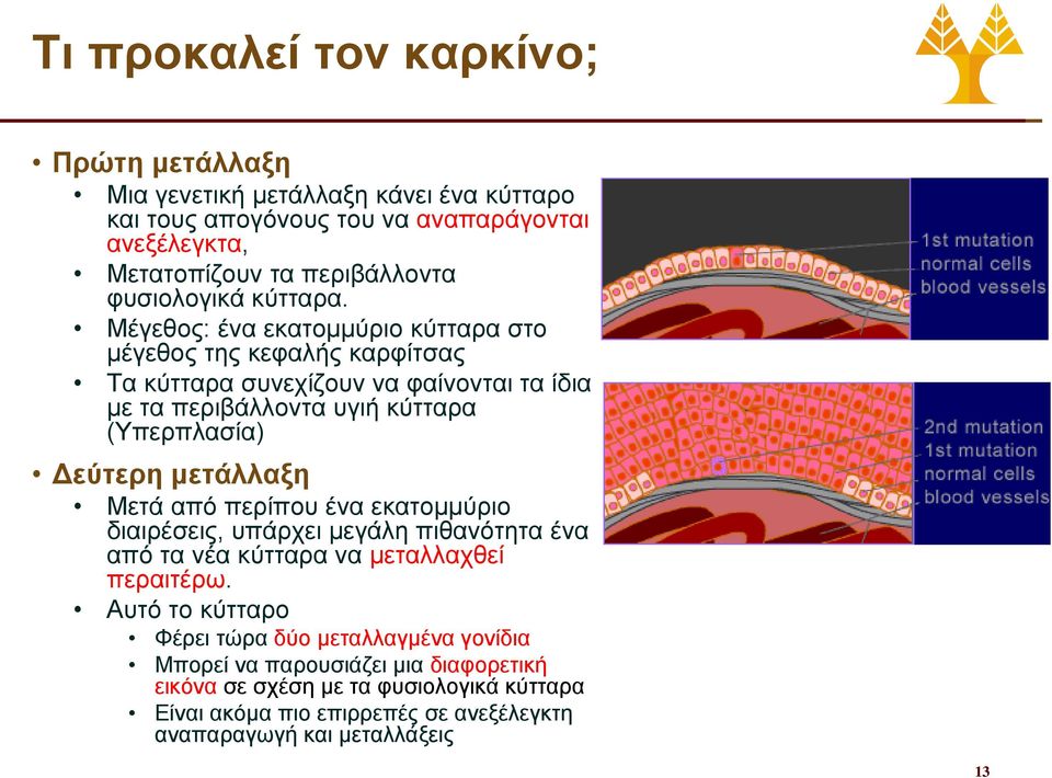 Μέγεθος: ένα εκατομμύριο κύτταρα στο μέγεθος της κεφαλής καρφίτσας Τα κύτταρα συνεχίζουν να φαίνονται τα ίδια με τα περιβάλλοντα υγιή κύτταρα (Υπερπλασία) Δεύτερη