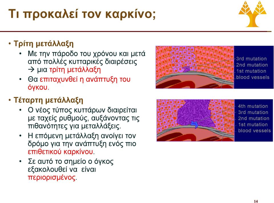 Τέταρτη μετάλλαξη Ο νέος τύπος κυττάρων διαιρείται με ταχείς ρυθμούς, αυξάνοντας τις πιθανότητες για