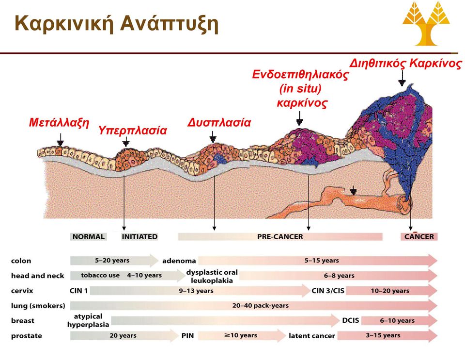 Δυσπλασία Διηθιτικός