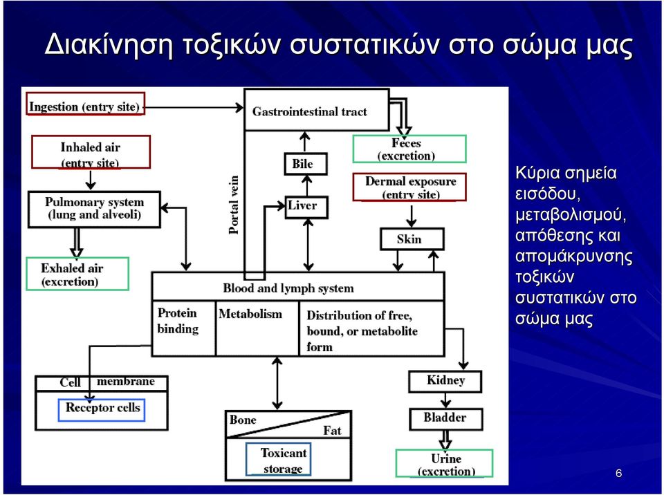 μεταβολισμού, απόθεσης και