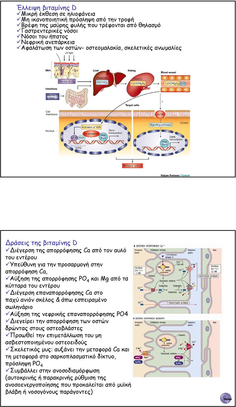 απορρόφησης PO 4 και Mg από τα κύτταρα του εντέρου ιέγερση επαναπορρόφησης Ca στο παχύ ανιόν σκέλος & άπω εσπειραµένο σωληνάριο Αύξηση της νεφρικής επαναπορρόφησης PO4 ιεγείρει την απορρόφηση των