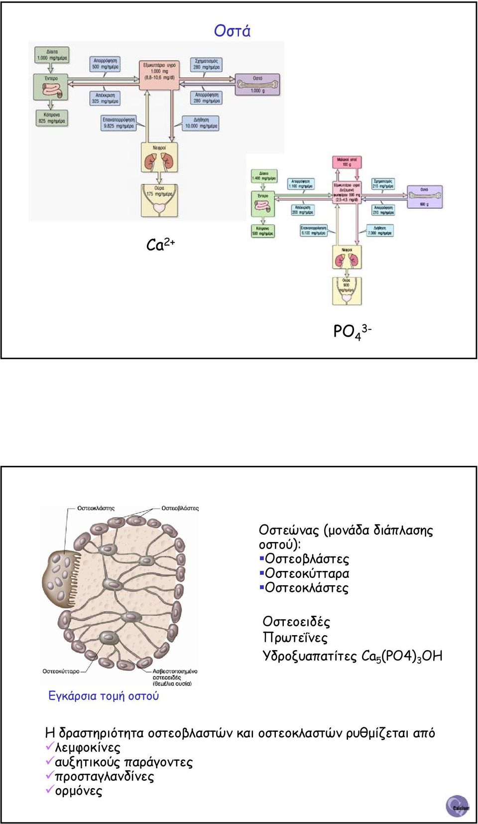 (PO4) 3 OH Εγκάρσια τοµή οστού Η δραστηριότητα οστεοβλαστών και