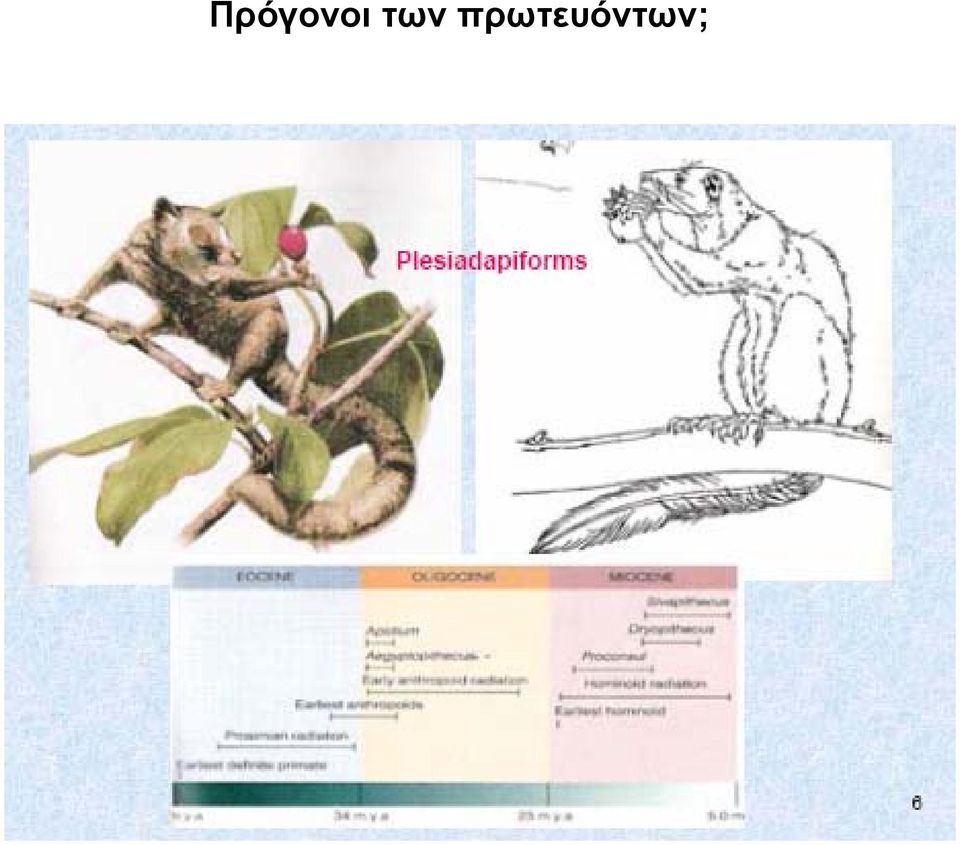 πρωτευόν;