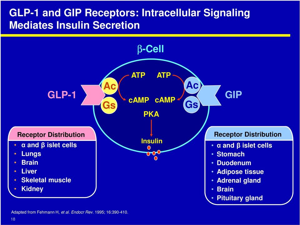 Skeletal muscle Kidney Insulin Receptor Distribution α and β islet cells Stomach Duodenum Adipose