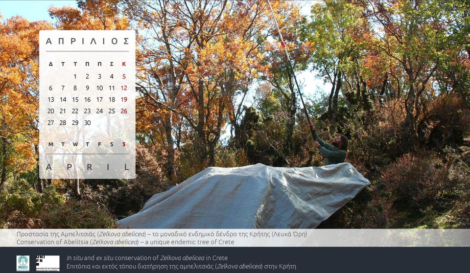 Conservation of Abelitsia (Zelkova abelicea) a unique endemic tree of Crete In situ and ex situ